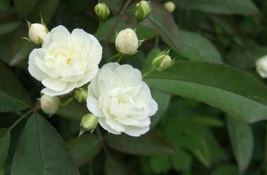 蔷薇花代表什么意思