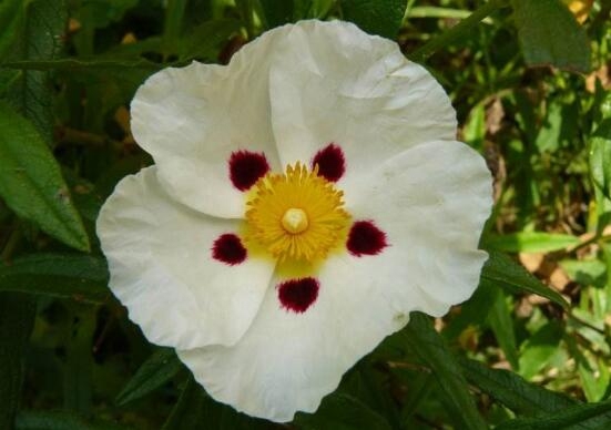 蔷薇花代表什么意思