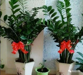 家中适合摆放什么绿植 盘点六种适合家养的绿植