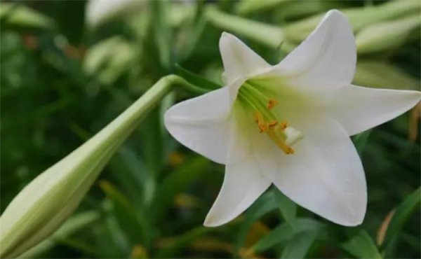 百合花代表什么意思