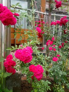 蔷薇花好养吗 教你正确养护蔷薇花