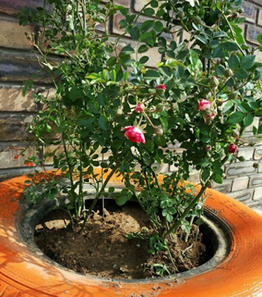 蔷薇花好养吗