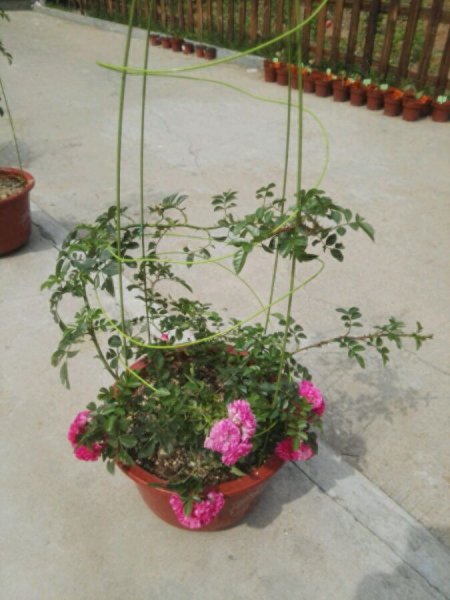 蔷薇花好养吗