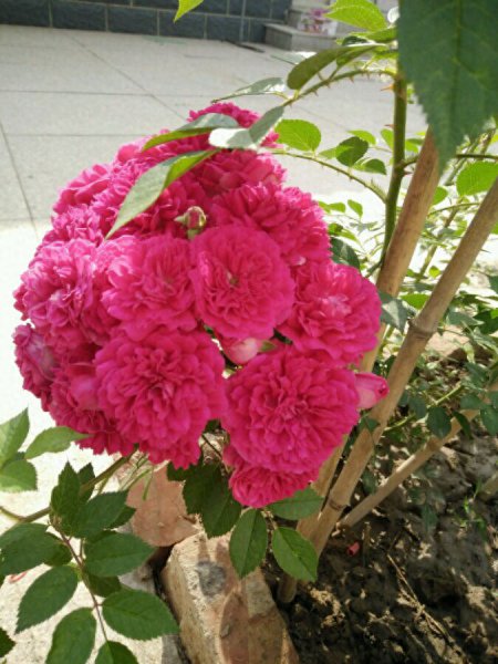 蔷薇花好养吗