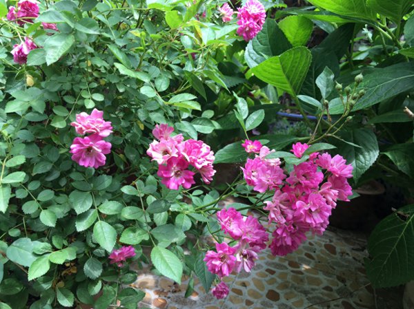 蔷薇花好养吗
