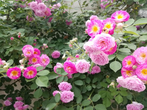 蔷薇花好养吗