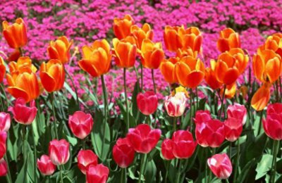 郁金香花期怎么养护 郁金香的养护和管理
