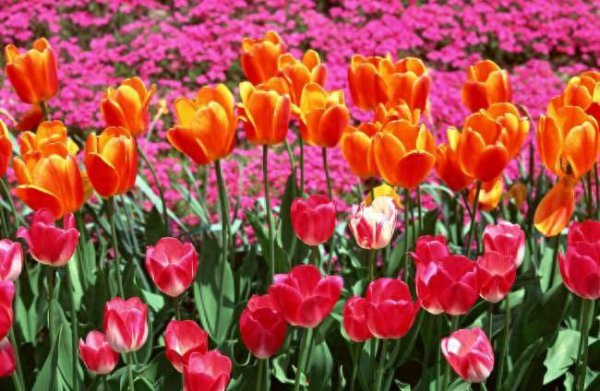 郁金香花期怎么养护