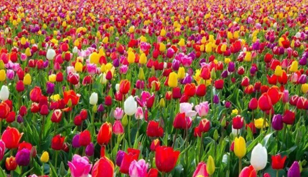 郁金香花期怎么养护