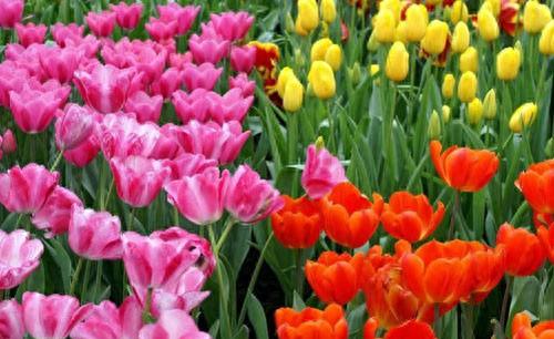 郁金香花期怎么养护