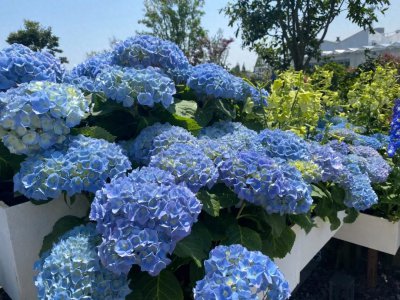 绣球花冬天怎么养 绣球花冬季养护小窍门