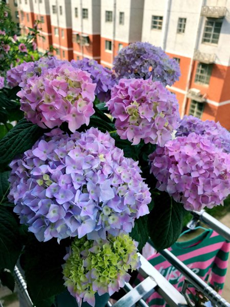绣球花冬天怎么养