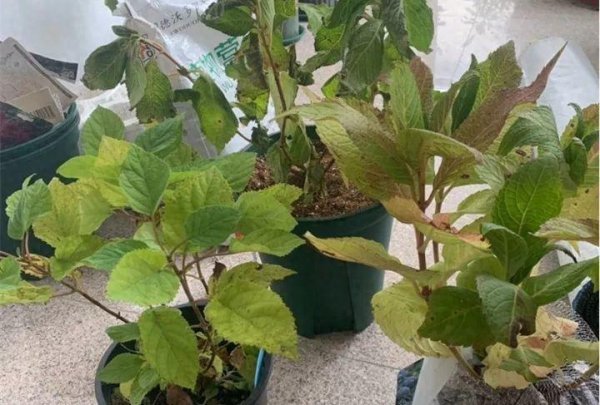 绣球花冬天怎么养