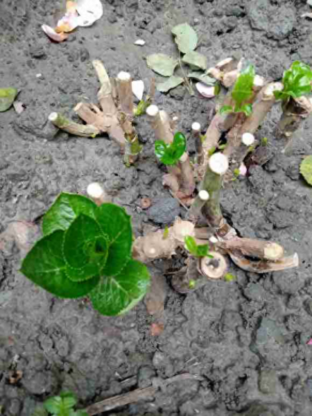 绣球花冬天怎么养