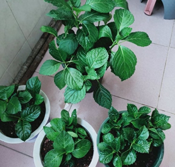 绣球花冬天怎么养