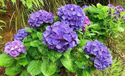 绣球花怎么养才能开花