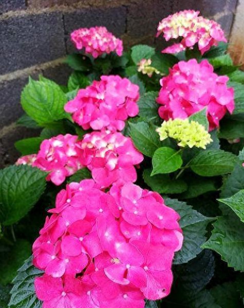 绣球花怎么养才能开花