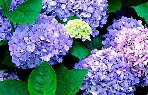 绣球花怎么养才能开花
