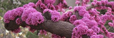 紫?；ǖ幕ㄓ锖驮⒁?关于紫?；ǖ恼嬲?/></i><h2>紫荆花的花语和寓意 关于紫?；ǖ恼嬲?/h2><p>一篇经验小知识，为您介绍紫?；ǖ幕ㄓ锖驮⒁夂凸赜谧暇；ǖ恼嬲宓幕ɑ苎诚喙鼗疤?，相关内容具体如下：紫荆花的花语是亲情，寓意兄弟和睦，</p></a></li>
            <li><a href=