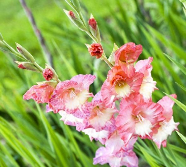 夏季什么花会开放