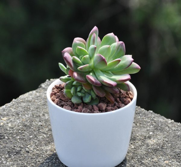 多肉植物怎么养好