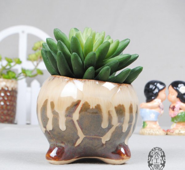 多肉植物怎么养好