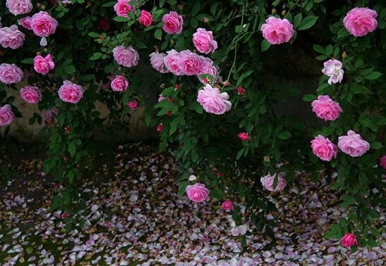 蔷薇花的花语是什么
