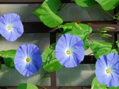 牵?；ㄊ裁醇窘诳?观赏牵牛花花期简介