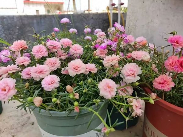 适合阳台的植物有哪些