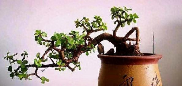 金枝玉叶好养吗