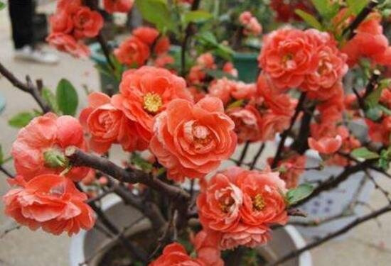 杜鹃花的寓意是什么