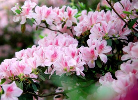 杜鹃花的寓意是什么