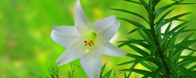送百合花代表什么 百合花的真正含义