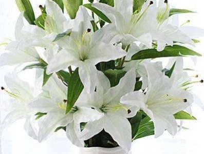 百合花几点开放 观赏百合花花期简介