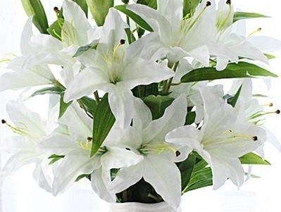 百合花几点开放
