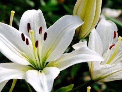 百合花几点开放