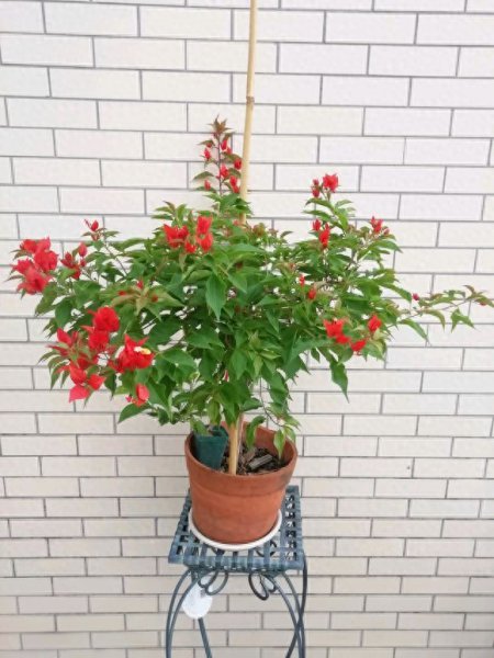三角梅怎样剪枝