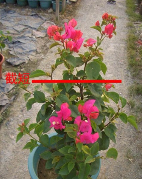 三角梅怎样剪枝
