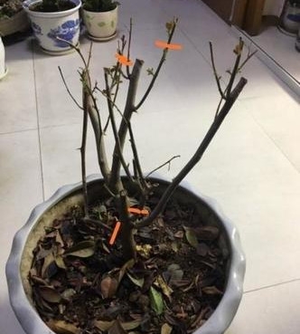 三角梅怎样剪枝