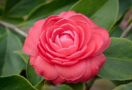 山茶花是什么含义