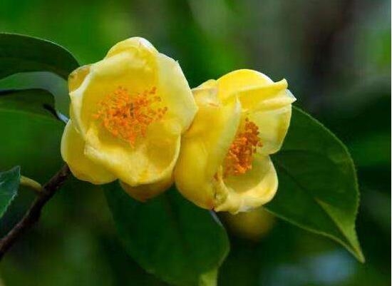 山茶花是什么含义