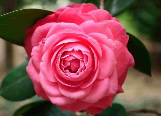 山茶花是什么含义