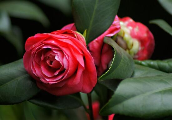山茶花是什么含义