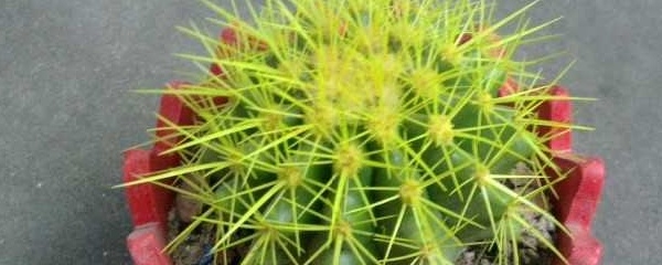 仙人球怎么养才能开花