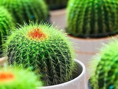 仙人球怎么养才能开花
