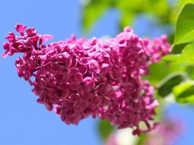 丁香花的花语是什么 丁香花的寓意与象征