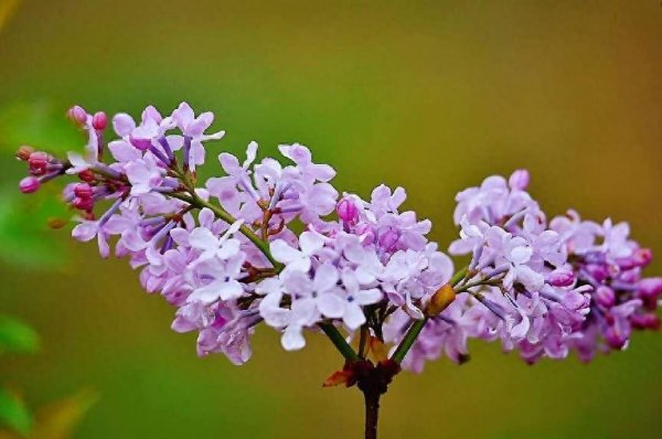 丁香花的花语是什么