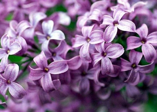丁香花的花语是什么