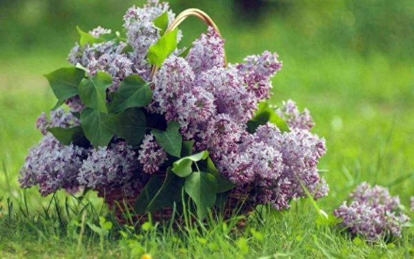 丁香花的花语是什么