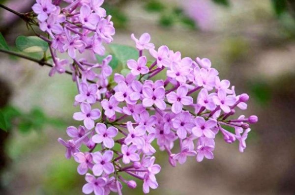 丁香花的花语是什么